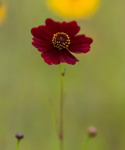 Mahogany Midget Coreopsis Seeds - Red Dwarf Flower, 50 Seeds - Image 8