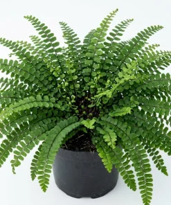 Maidenhair Spleenwort Fern Rhizomes - 10 Live Perennial Ferns 3-6" Bare Roots Outdoor - Image 2
