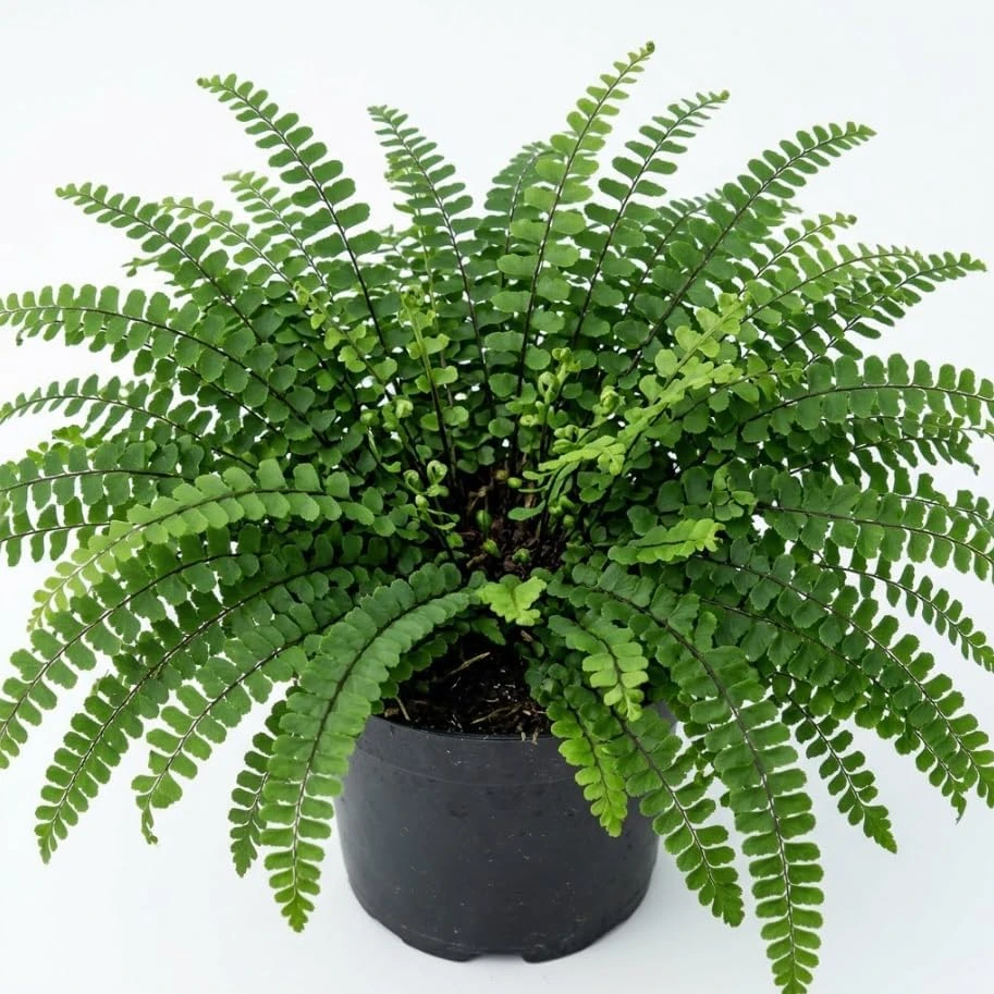 Maidenhair Spleenwort Fern Rhizomes - 10 Live Perennial Ferns 3-6" Bare Roots Outdoor - Image 2