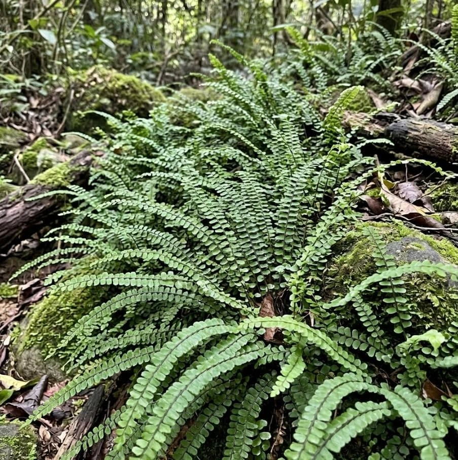 Maidenhair Spleenwort Fern Rhizomes - 10 Live Perennial Ferns 3-6" Bare Roots Outdoor - Image 3