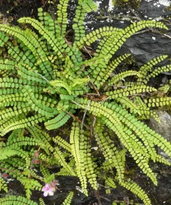 Maidenhair Spleenwort Fern Rhizomes - 10 Live Perennial Ferns 3-6