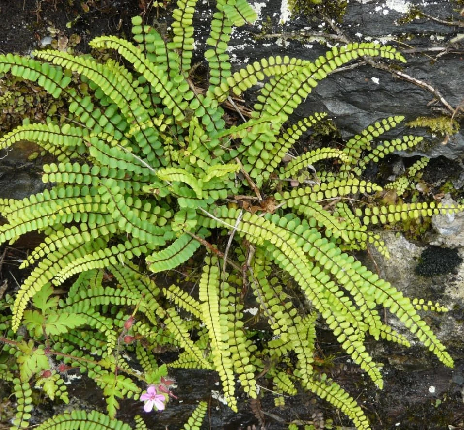 Maidenhair Spleenwort Fern Rhizomes - 10 Live Perennial Ferns 3-6" Bare Roots Outdoor - Image 4