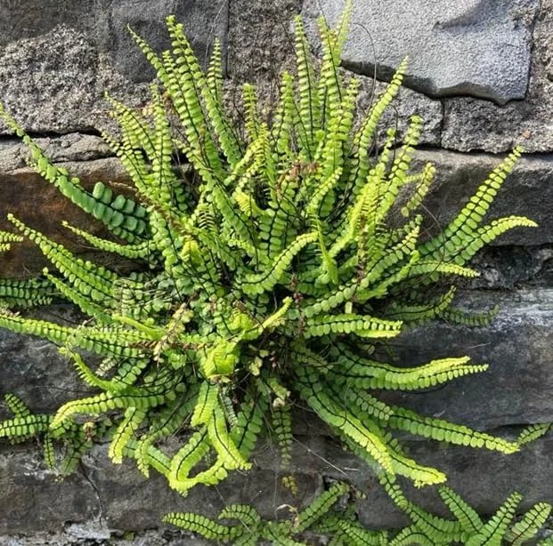 Maidenhair Spleenwort Fern Rhizomes - 10 Live Perennial Ferns 3-6" Bare Roots Outdoor - Image 5