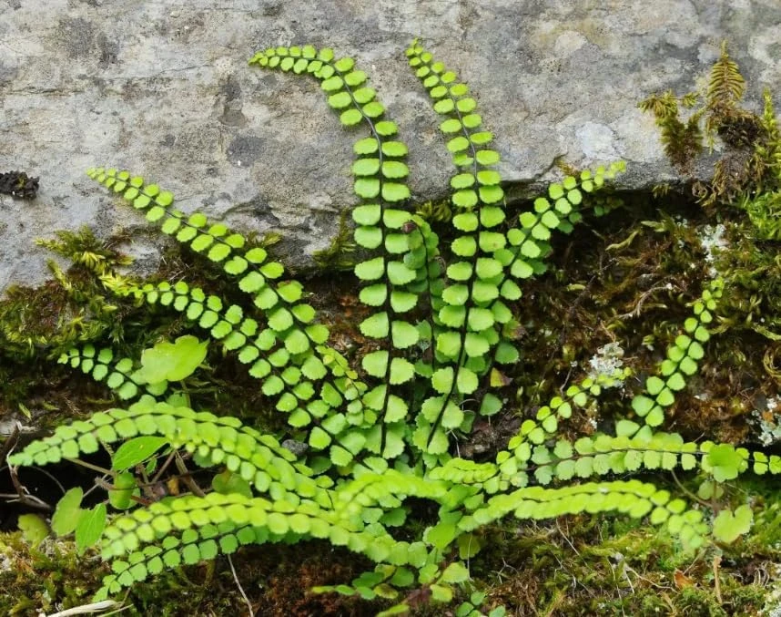 Maidenhair Spleenwort Fern Rhizomes - 10 Live Perennial Ferns 3-6" Bare Roots Outdoor - Image 6