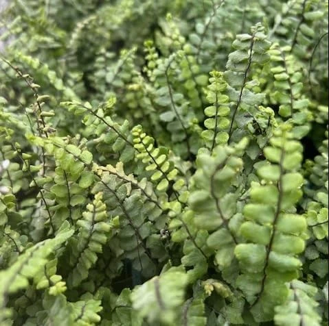 Maidenhair Spleenwort Fern Rhizomes - 10 Live Perennial Ferns 3-6" Bare Roots Outdoor - Image 7