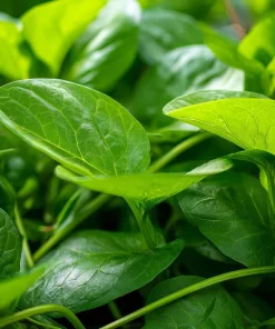 Malabar Spinach Seeds - 50 Seeds - Heat-Tolerant, Edible Climbing Vine - Image 3
