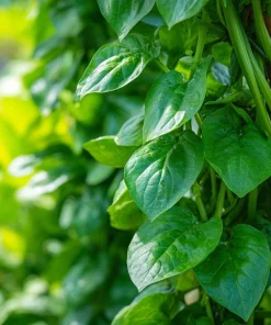 Malabar Spinach Seeds - 50 Seeds - Heat-Tolerant, Edible Climbing Vine - Image 4