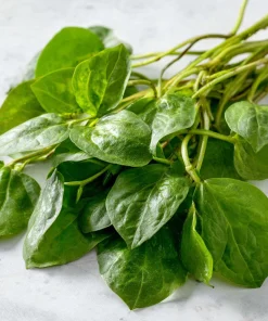 Malabar Spinach Seeds - 50 Seeds - Heat-Tolerant, Edible Climbing Vine - Image 1