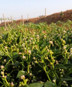 Malabar Spinach Seeds Green Vines Supreme Ceylon Basella Alba 50 Seeds Annual - Image 4