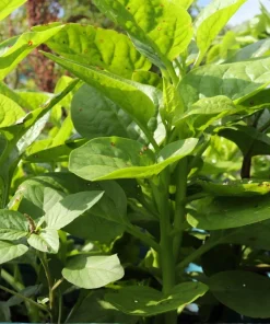 Malabar Spinach Seeds Green Vines Supreme Ceylon Basella Alba 50 Seeds Annual - Image 6