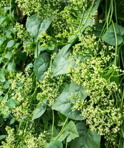 Malabar Spinach Seeds Green Vines Supreme Ceylon Basella Alba 50 Seeds Annual - Image 8