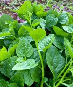 Malabar Spinach Seeds - Large-Leaf Green Climbing Vine, 400 Seeds - Image 2