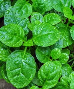 Malabar Spinach Seeds - Large-Leaf Green Climbing Vine, 400 Seeds - Image 3