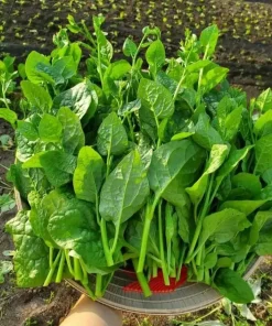Malabar Spinach Seeds - Large-Leaf Green Climbing Vine, 400 Seeds - Image 4