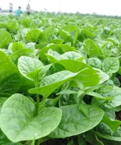 Malabar Spinach Seeds - Large-Leaf Green Climbing Vine, 400 Seeds - Image 6