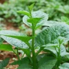 Malabar Spinach Seeds - Large-Leaf Green Climbing Vine, 400 Seeds - Image 1