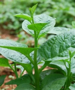 Malabar Spinach Seeds - Large-Leaf Green Climbing Vine, 400 Seeds - Image 1