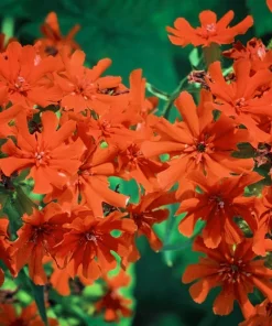 Maltese Cross Flower Seeds - 300 Reddish Orange Lychnis Chalcedonica - Image 3