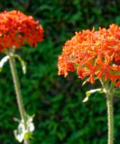 Maltese Cross Flower Seeds - 300 Reddish Orange Lychnis Chalcedonica - Image 4