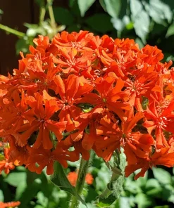 Maltese Cross Flower Seeds - 300 Reddish Orange Lychnis Chalcedonica - Image 7