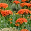 Maltese Cross Flower Seeds - 300 Reddish Orange Lychnis Chalcedonica - Image 1