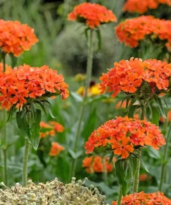 Maltese Cross Flower Seeds - 300 Reddish Orange Lychnis Chalcedonica - Image 1
