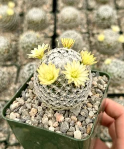 Mammillaria Duwei Cactus Live Plant – Rare Succulent in 4 inch Pot - Image 2