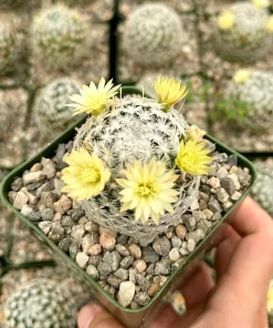 Mammillaria Duwei Cactus Live Plant – Rare Succulent in 4 inch Pot - Image 3