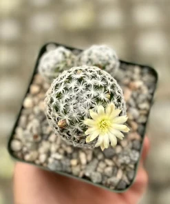 Mammillaria Duwei Cactus Live Plant – Rare Succulent in 4 inch Pot - Image 4
