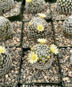 Mammillaria Duwei Cactus Live Plant – Rare Succulent in 4 inch Pot - Image 5
