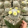 Mammillaria Duwei Cactus Live Plant – Rare Succulent in 4 inch Pot - Image 1