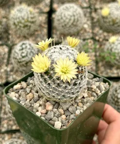 Mammillaria Duwei Cactus Live Plant – Rare Succulent in 4 inch Pot - Image 1