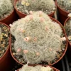 Mammillaria Plumosa Feather Cactus - Live Plant in 6 inch Pot - Rare White Furry Cactus - Image 1