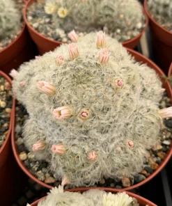 Mammillaria Plumosa Feather Cactus - Live Plant in 6 inch Pot - Rare White Furry Cactus - Image 1