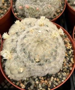 Mammillaria Plumosa Feather Cactus - Live Plant in 6 inch Pot - Rare White Furry Cactus - Image 2