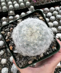 Mammillaria Plumosa Feather Cactus - Live Plant - White Furry Cactus in 3.5" Pot - Image 2