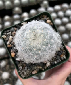 Mammillaria Plumosa Feather Cactus - Live Plant - White Furry Cactus in 3.5