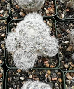 Mammillaria Plumosa Feather Cactus - Live Plant - White Furry Cactus in 3.5