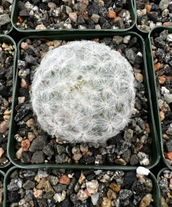 Mammillaria Plumosa Feather Cactus - Live Plant - White Furry Cactus in 3.5