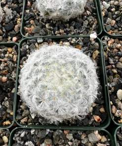 Mammillaria Plumosa Feather Cactus - Live Plant - White Furry Cactus in 3.5