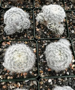 Mammillaria Plumosa Feather Cactus - Live Plant - White Furry Cactus in 3.5