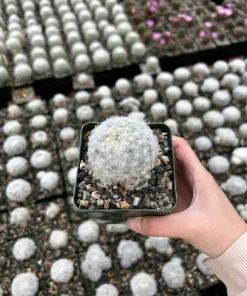 Mammillaria Plumosa Feather Cactus - Live Plant - White Furry Cactus in 3.5