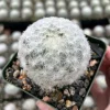 Mammillaria Plumosa Feather Cactus - Live Plant - White Furry Cactus in 3.5" Pot - Image 1