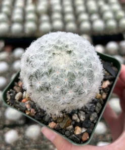 Mammillaria Plumosa Feather Cactus - Live Plant - White Furry Cactus in 3.5" Pot - Image 1
