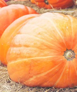 Mammoth Gold Pumpkin Seeds - 25 Seeds for Giant Carving & Pie Pumpkins - Image 2