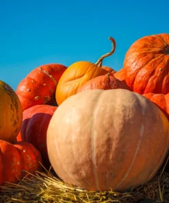 Mammoth Gold Pumpkin Seeds - 25 Seeds for Giant Carving & Pie Pumpkins - Image 3