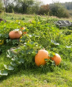 Mammoth Gold Pumpkin Seeds - 25 Seeds for Giant Carving & Pie Pumpkins - Image 6