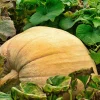 Mammoth Gold Pumpkin Seeds - 25 Seeds for Giant Carving & Pie Pumpkins - Image 1