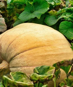 Mammoth Gold Pumpkin Seeds - 25 Seeds for Giant Carving & Pie Pumpkins - Image 1
