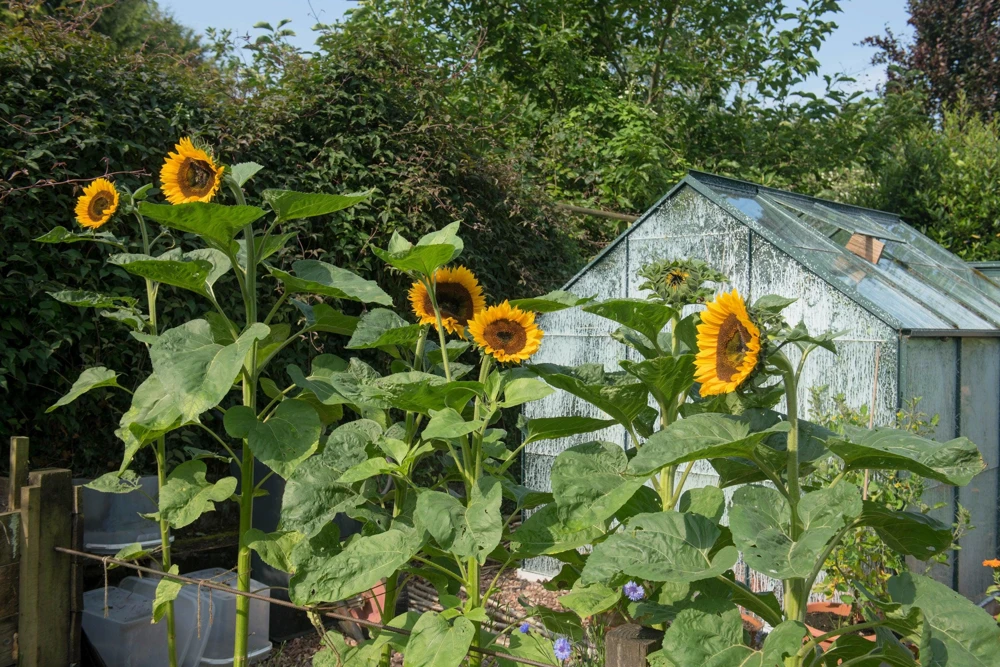 Mammoth Grey Stripe Sunflower Seeds - 75 Seeds, Helianthus Annuus, Giant 10-13" Yellow Flowers, Attracts Pollinators - Image 2